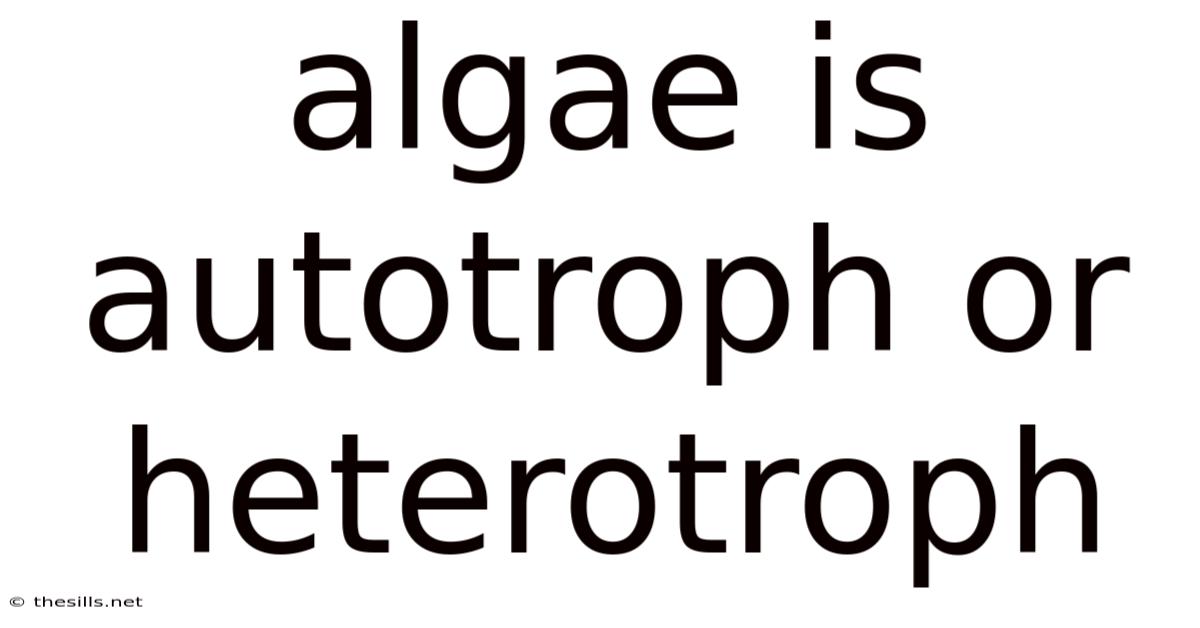 Algae Is Autotroph Or Heterotroph