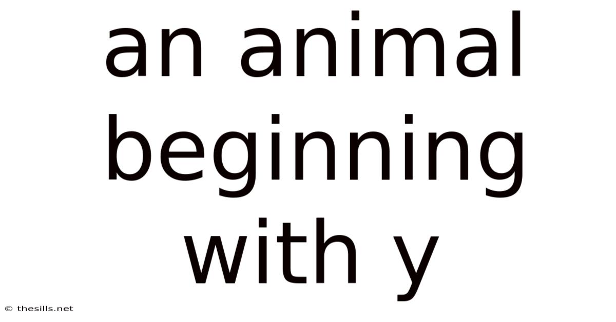 An Animal Beginning With Y