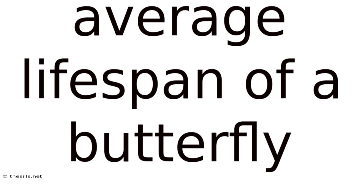 Average Lifespan Of A Butterfly