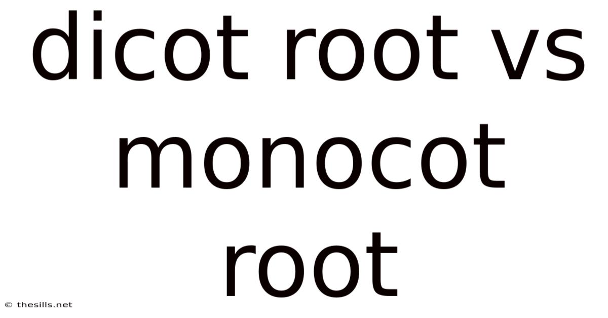 Dicot Root Vs Monocot Root