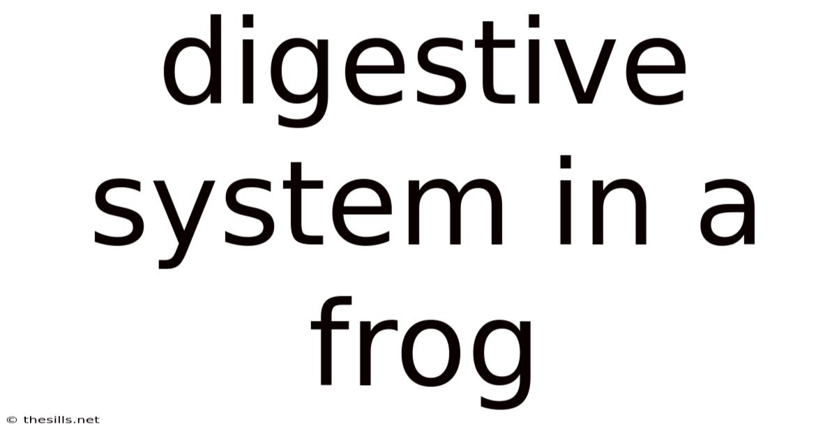 Digestive System In A Frog