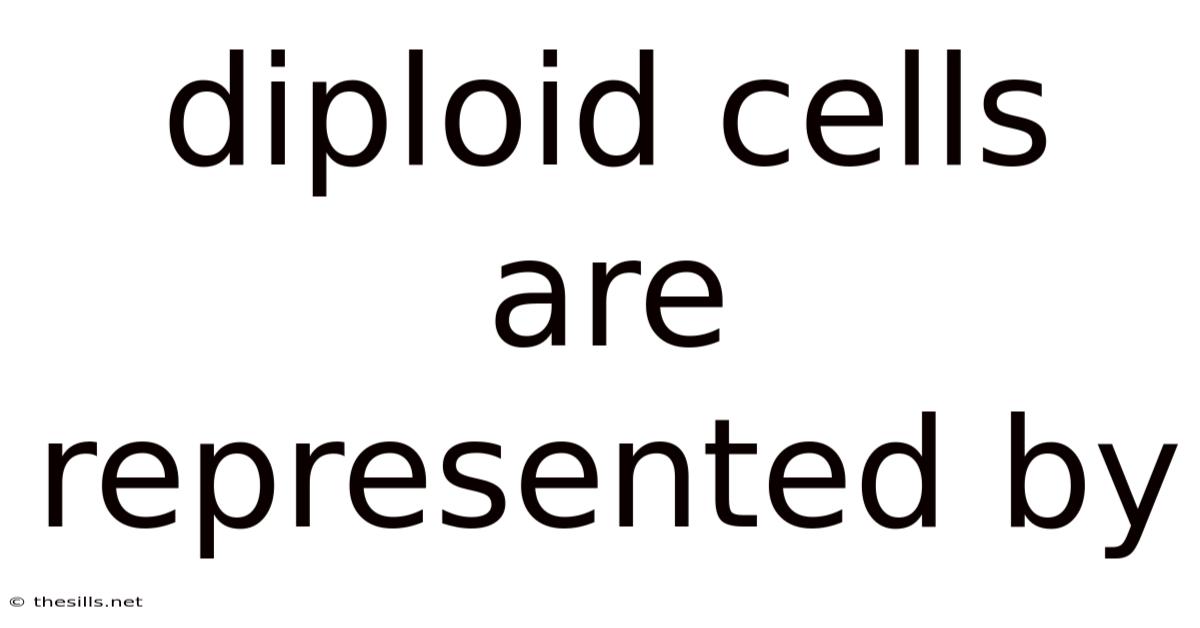 Diploid Cells Are Represented By