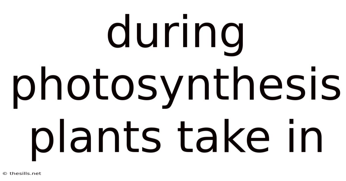 During Photosynthesis Plants Take In