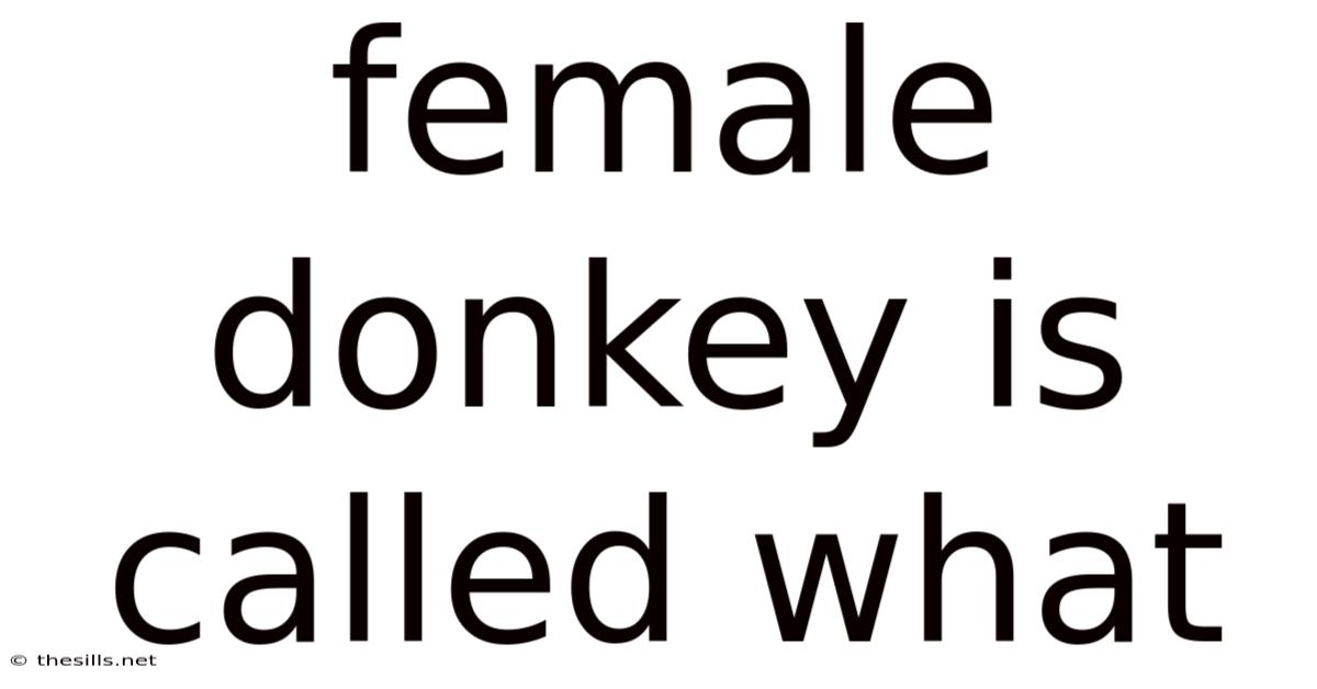 Female Donkey Is Called What