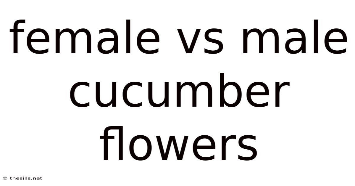 Female Vs Male Cucumber Flowers