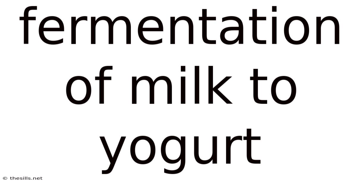 Fermentation Of Milk To Yogurt