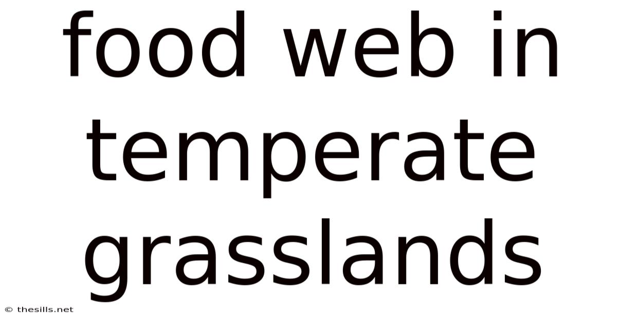 Food Web In Temperate Grasslands