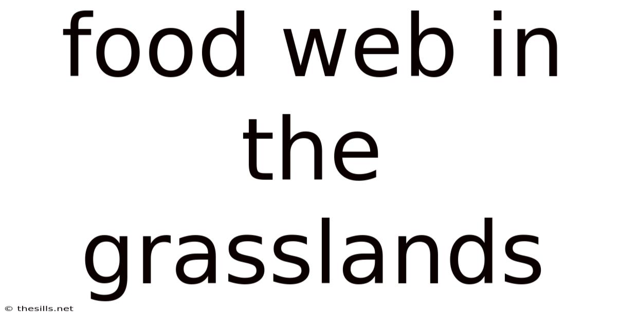Food Web In The Grasslands