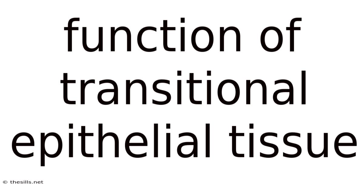 Function Of Transitional Epithelial Tissue