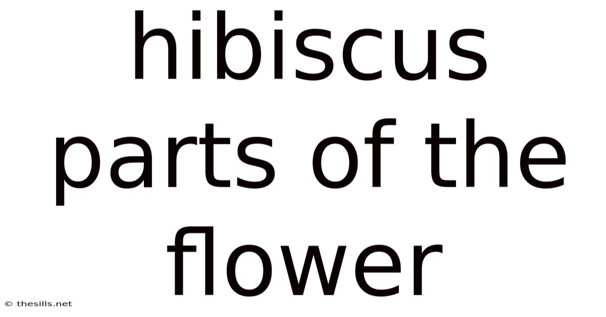 Hibiscus Parts Of The Flower