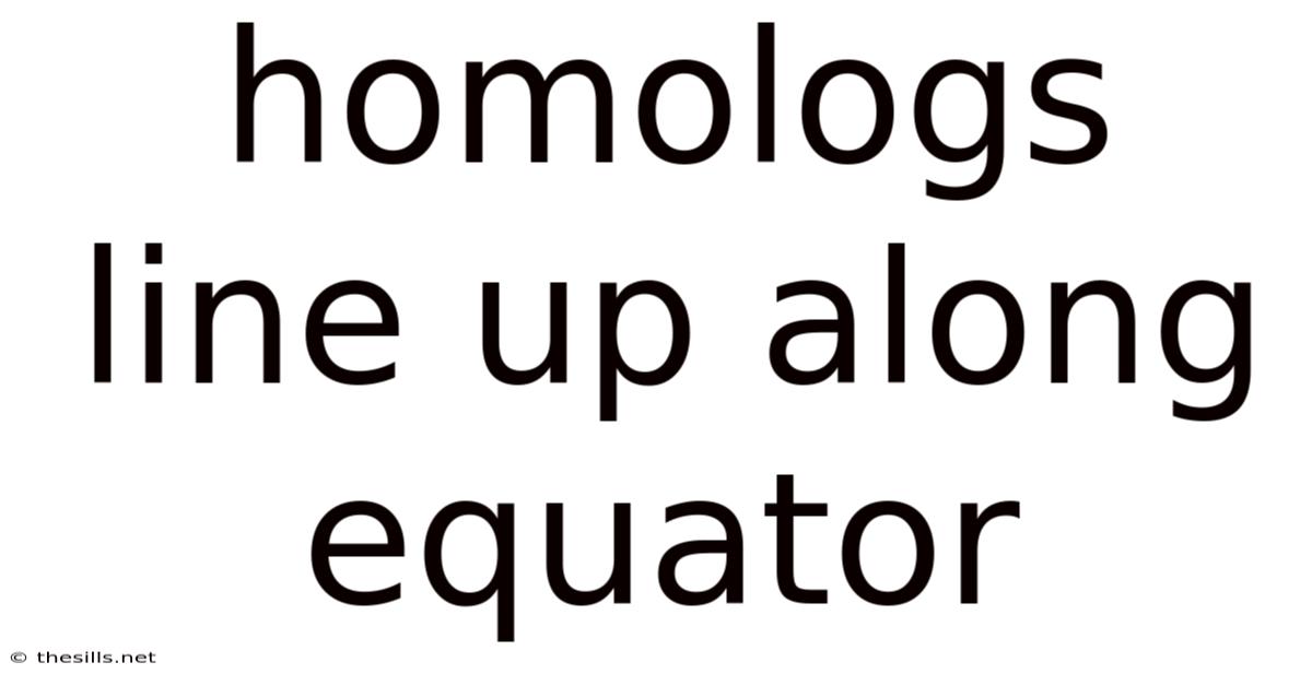 Homologs Line Up Along Equator