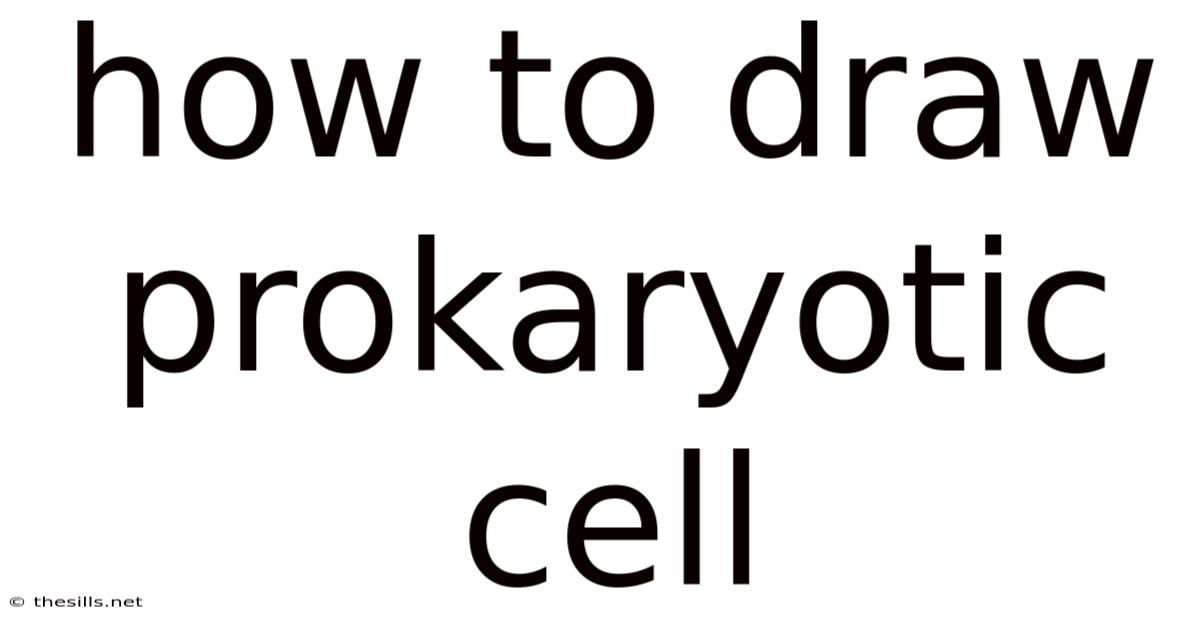 How To Draw Prokaryotic Cell