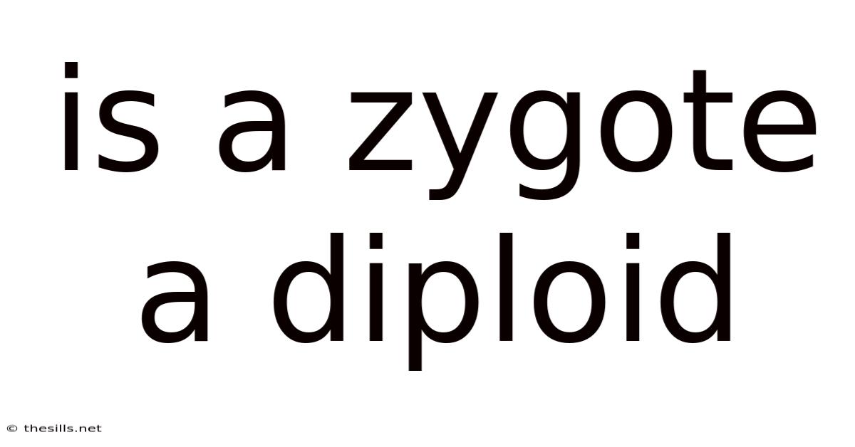 Is A Zygote A Diploid