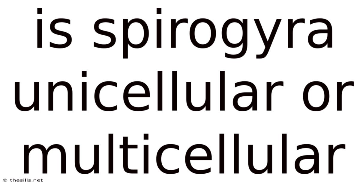 Is Spirogyra Unicellular Or Multicellular