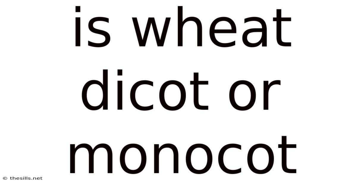 Is Wheat Dicot Or Monocot