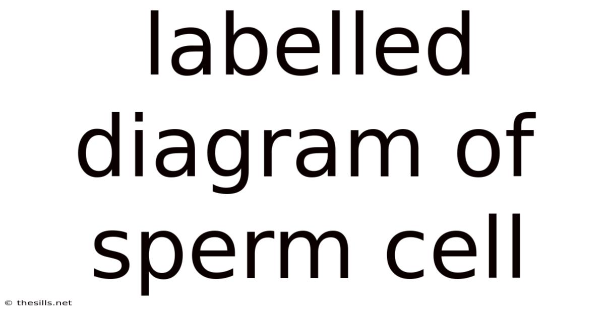 Labelled Diagram Of Sperm Cell