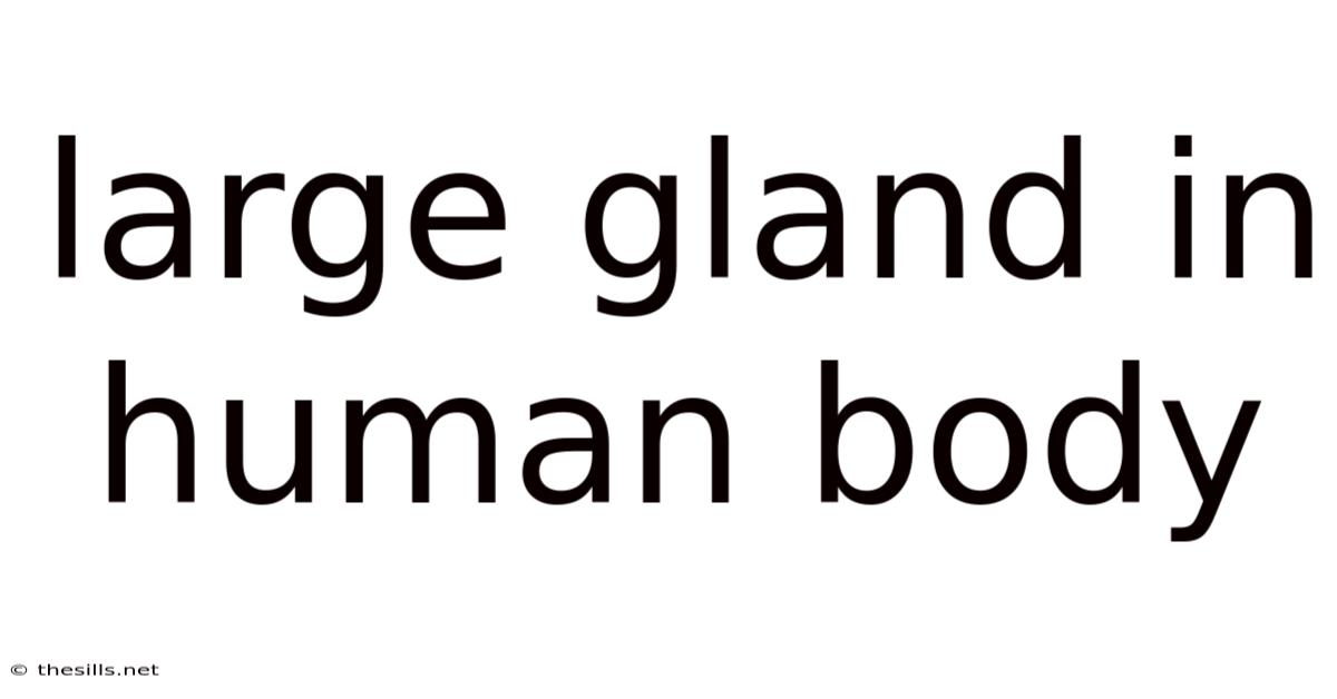 Large Gland In Human Body