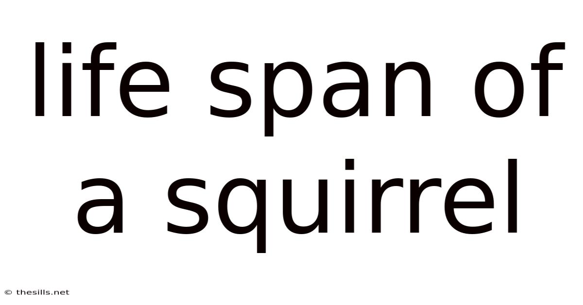 Life Span Of A Squirrel