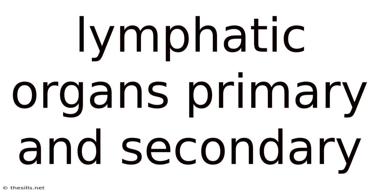 Lymphatic Organs Primary And Secondary