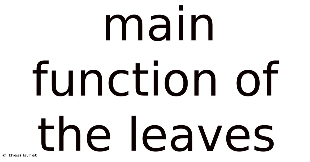 Main Function Of The Leaves