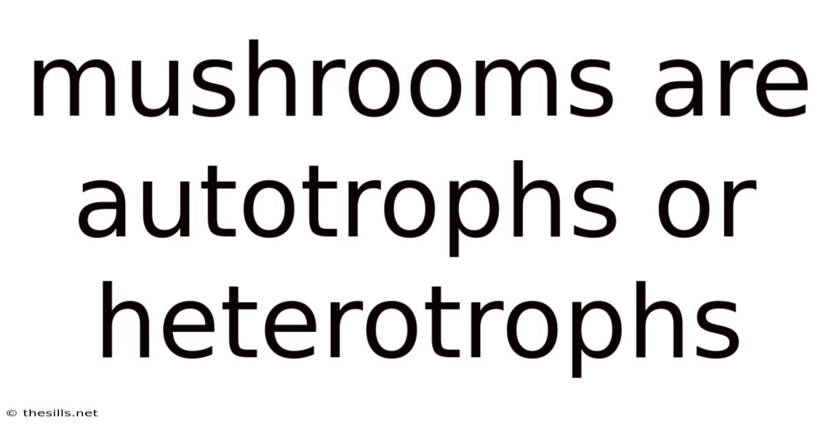 Mushrooms Are Autotrophs Or Heterotrophs