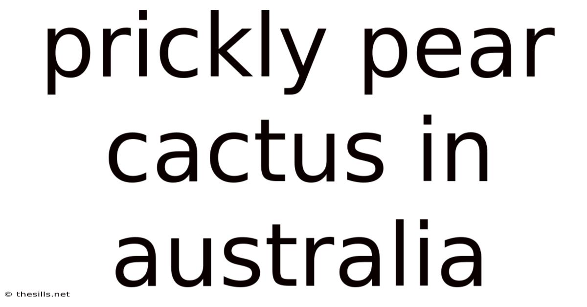 Prickly Pear Cactus In Australia