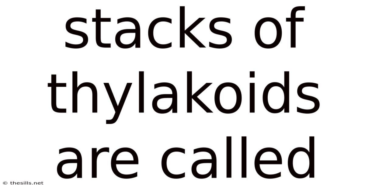 Stacks Of Thylakoids Are Called