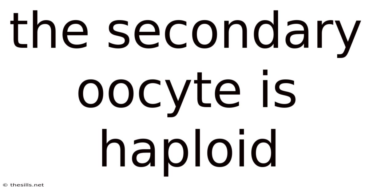 The Secondary Oocyte Is Haploid
