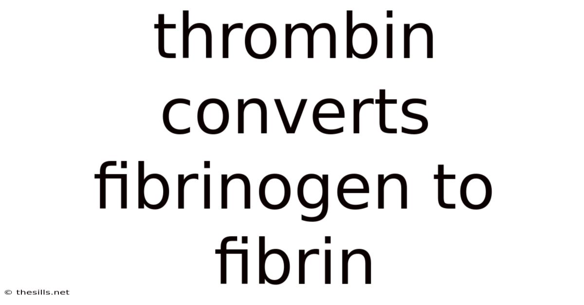 Thrombin Converts Fibrinogen To Fibrin