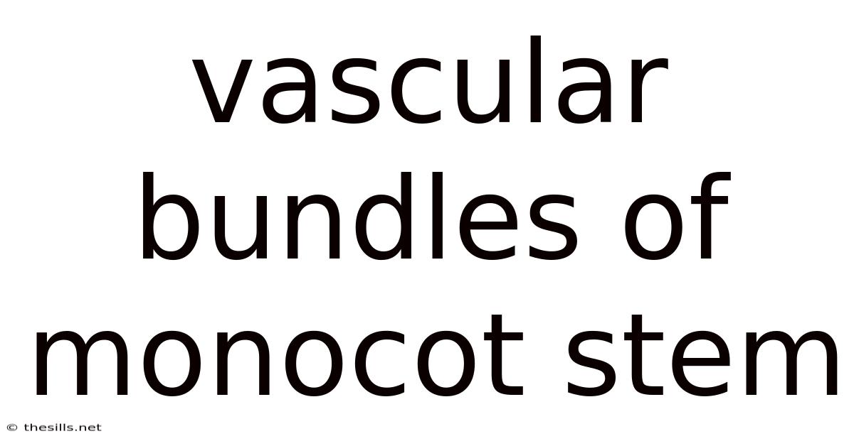 Vascular Bundles Of Monocot Stem
