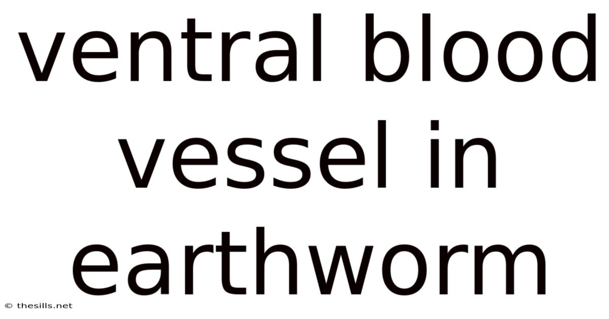 Ventral Blood Vessel In Earthworm