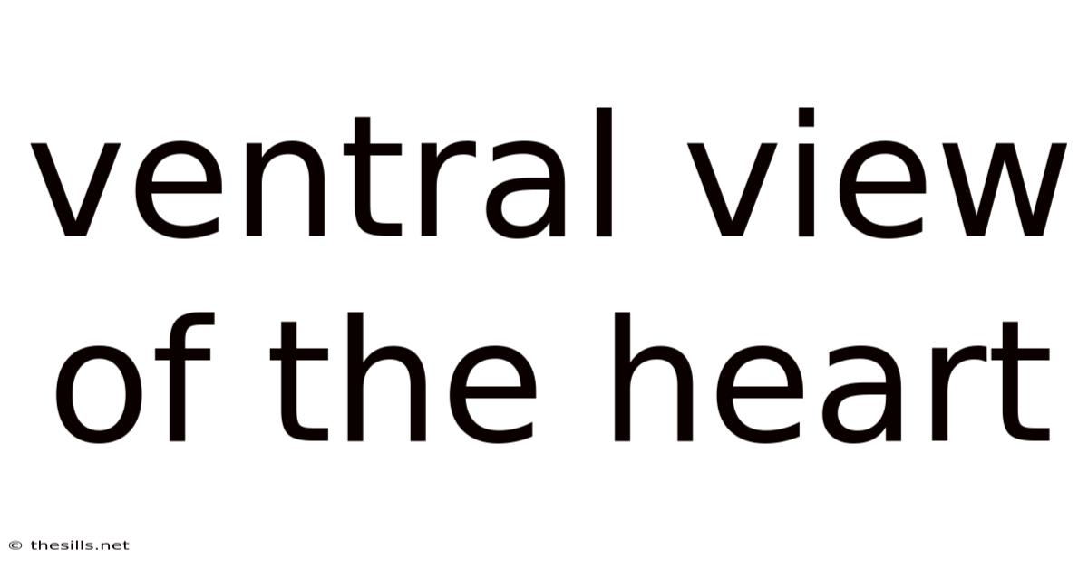 Ventral View Of The Heart