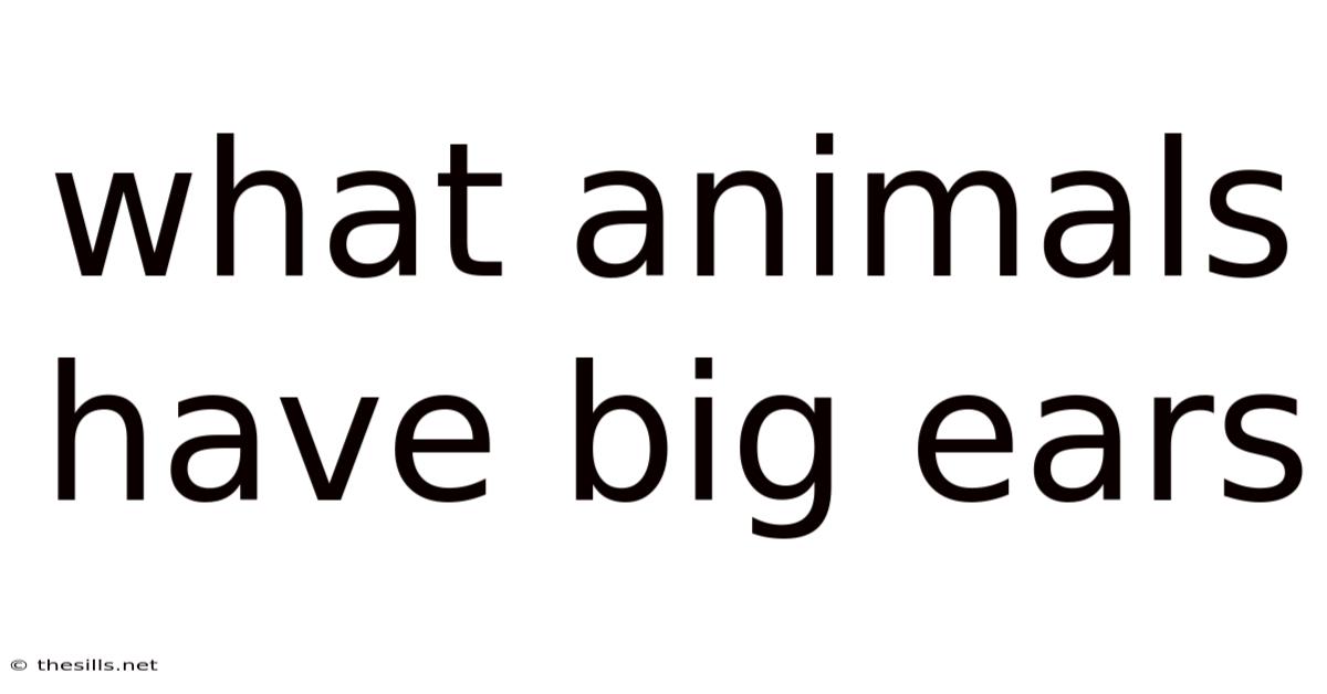 What Animals Have Big Ears