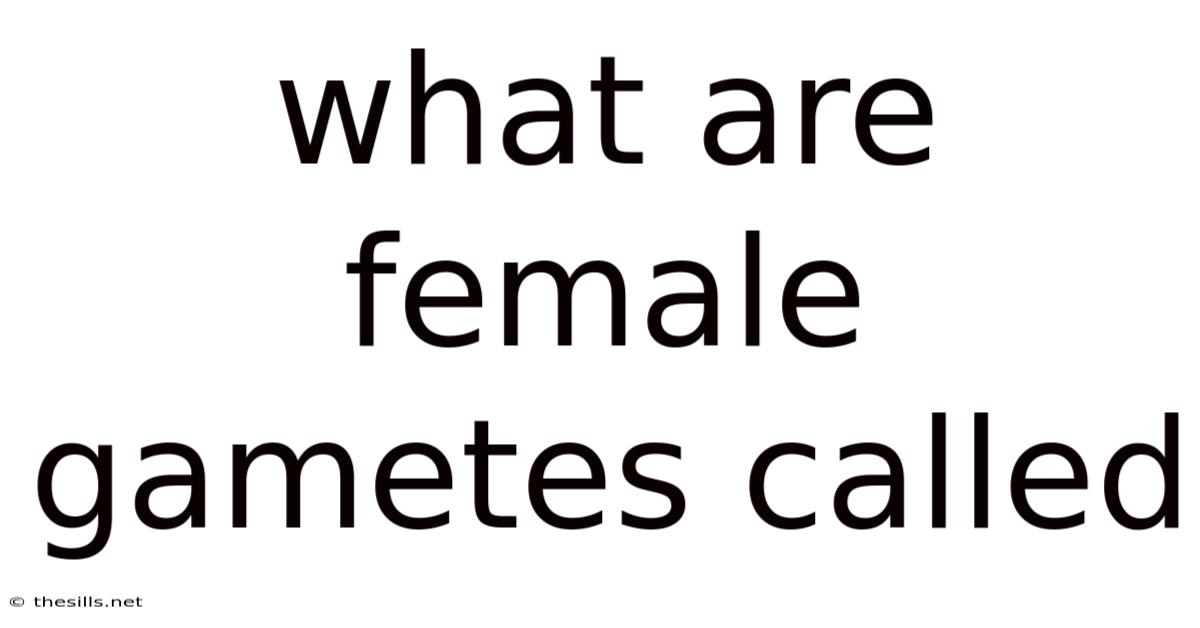 What Are Female Gametes Called