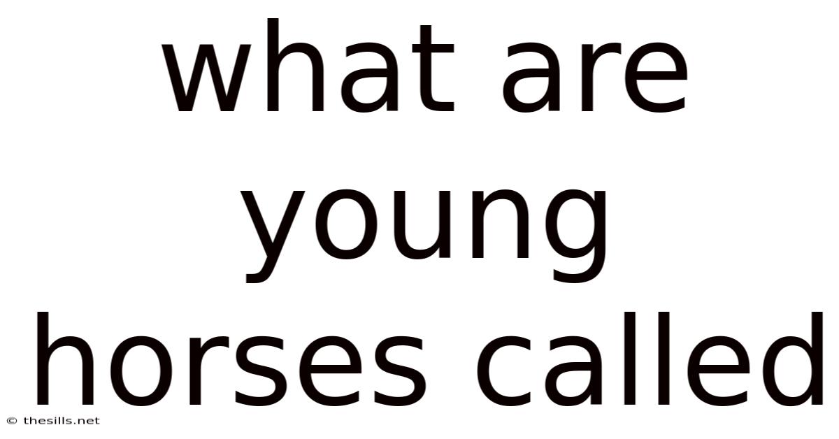 What Are Young Horses Called