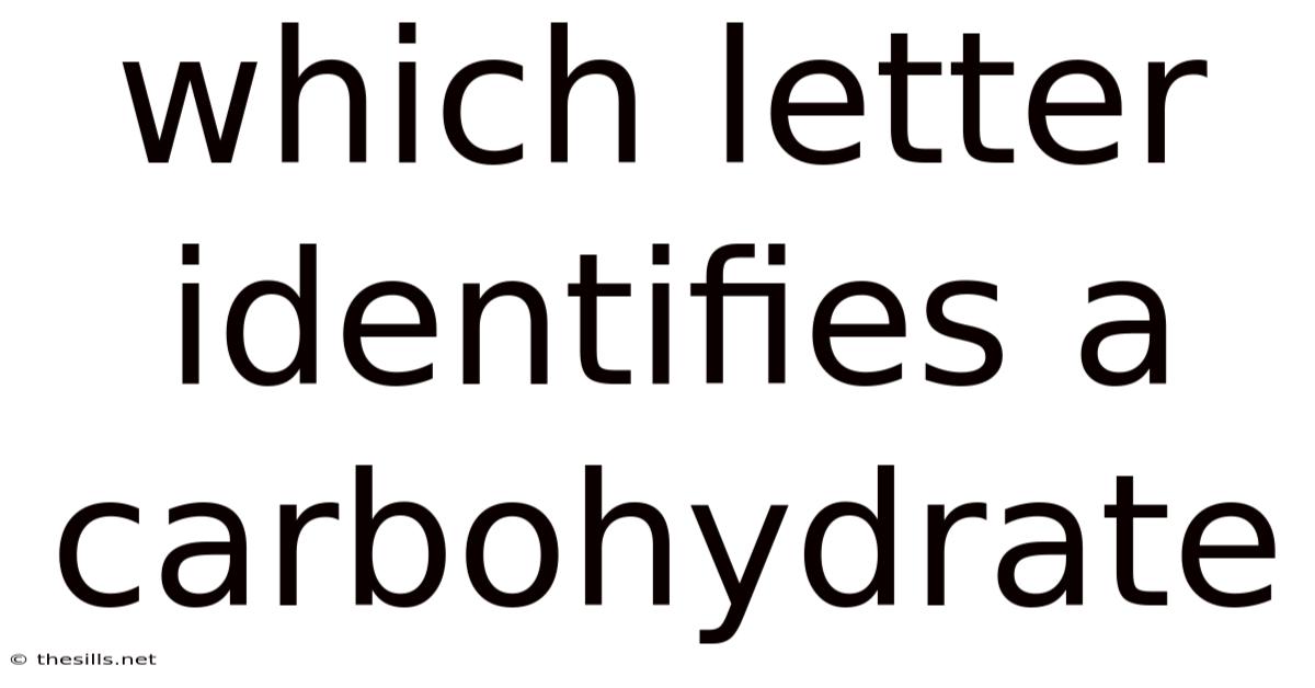 Which Letter Identifies A Carbohydrate