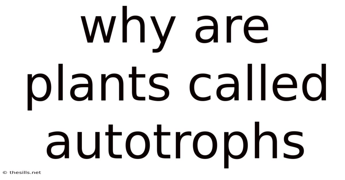Why Are Plants Called Autotrophs