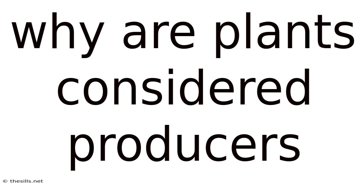 Why Are Plants Considered Producers