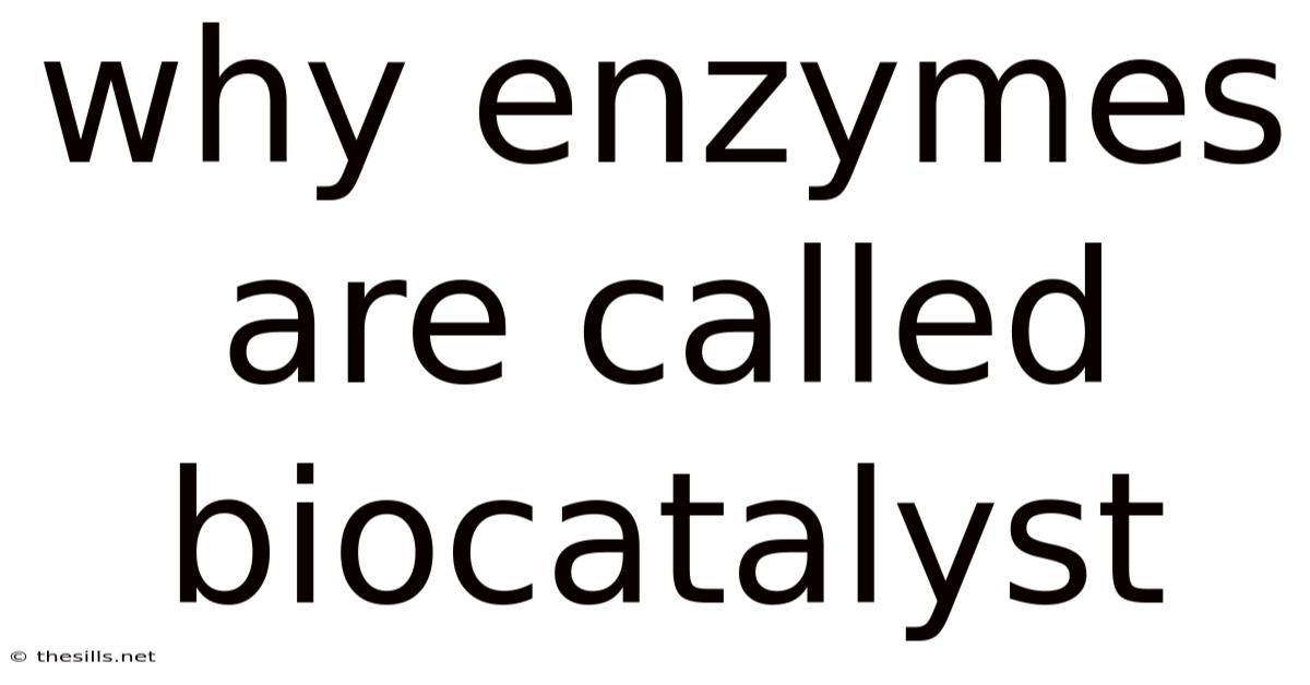 Why Enzymes Are Called Biocatalyst