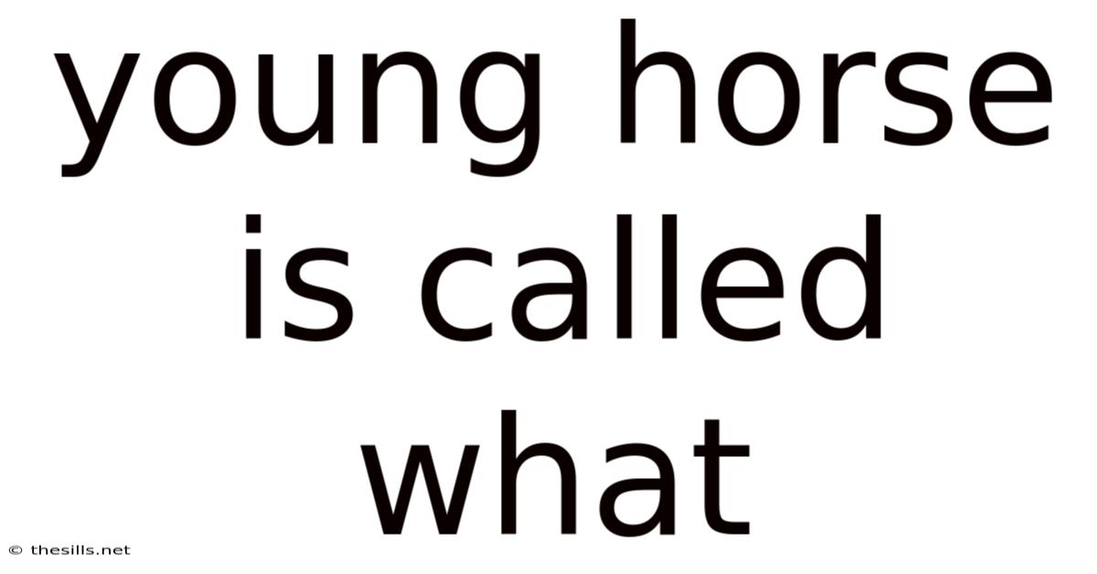 Young Horse Is Called What